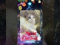 🎄✨エルサから皆さんへ『メリークリスマス！』 shorts クリスマス 猫