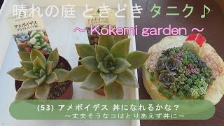 【多肉植物】(53)アメボイデス 丼になれるかな？ ～丈夫そうなコはとりあえず丼に～