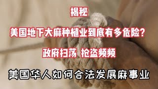 {2} 美国种大麻危险吗？政府扫荡？抢劫？偷盗？美国华人如何合法发展大麻事业？