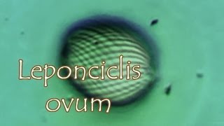 Lepocinclis ovum