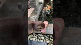 Otter Marson is crazy and doesn't want peace 🦦🤣😁|Otterfishkeeper| Cute Otter