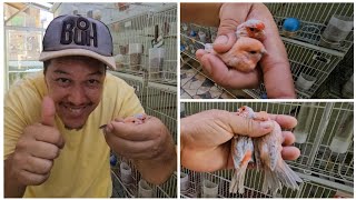 Transformação à fase mais bonita das Aves  e Venda de Canários 🐥🐥