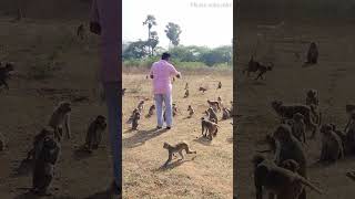 నీకొద్దా కవర్ కావాలా మొత్తం నీకు #animals #monkeyscreations#funnyanimal #creativemonkey#funnymonkey