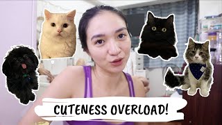 A DAY WITH MY PETS (Quarantine Edition) | Angel Dei