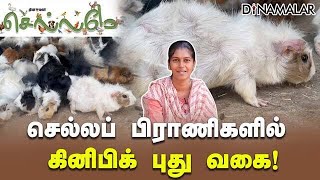 செல்லப் பிராணிகளில் கினிபிக் புது வகை!