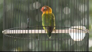 CIRI2 BURUNG LOVEBIRD YG BISA DI CETAK MENJADI KONSLET