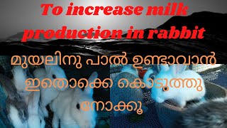 To #increase #milkproduction in #rabbit || #paal #varddikkan