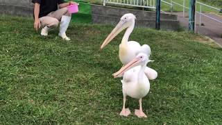 おたる水族館 ペリカンたちの帰宅