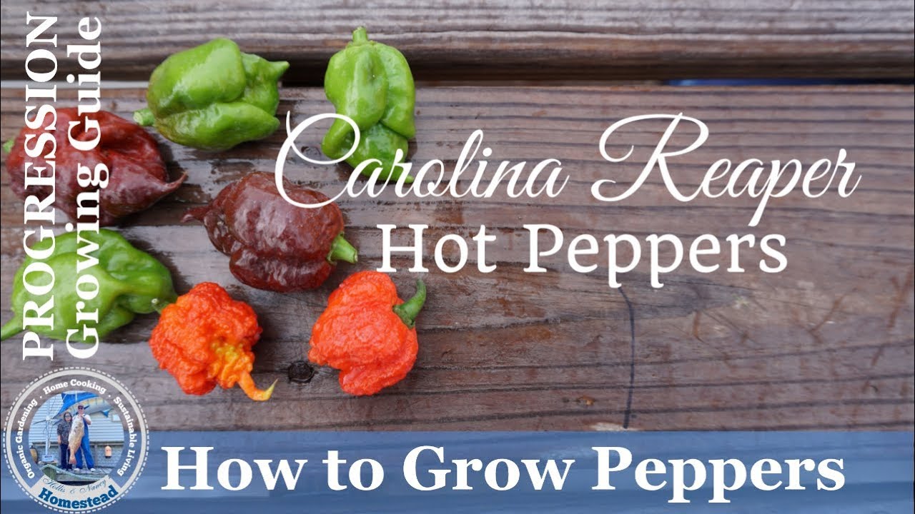 How To Grow Peppers - (PROGRESSION) Growing Guide - How To Grow ...