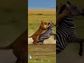 the lion s aggression angered the zebra.