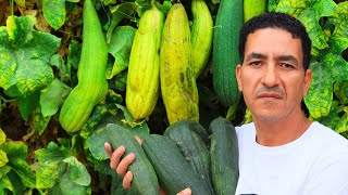 زرعت ليف يكفى لمدة عامين🥒زراعة لوف او ليف الاستحمام فى المنزل بطريقة سهلة