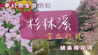 【南投】 一秒飛荷蘭的超夢幻鬱金香花海?! vs 一秒飛日本的粉紅櫻花林河道?!  賞花攻略 x 最新花況