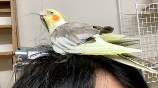 飼主の髪の毛を引っこ抜くのが大好きなオカメインコのタマゴさん。