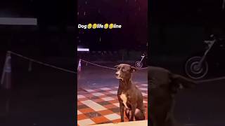 sad reality of dog😭😭😭😭 | cute dog / funny cats and dogs videos #viral #shorts #trending #animalsBaby