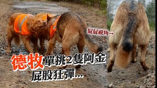 德牧單挑2隻阿金搶棍子🐶急跳腳「屁股狂彈」😍 German Shepherd Plays Tug of War With Golden Retrievers  ｜寵物動物｜可愛｜精選影片