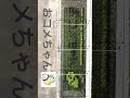 【2023】おコメちゃん田んぼアート【東北大学大学院農学研究科 環境適応植物工学研究室】