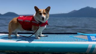 看板犬コーギーの休日 【支笏湖ポロピナイSUP】