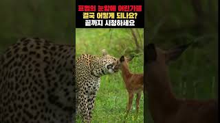 표범의 사냥 본능! 잔혹한 순간! 어린 가젤의 운명은? #shortsvideo #shortvideo #shorts #short #shortsfeed #leopard #animal