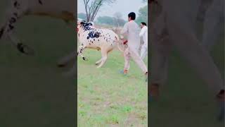 Biggest Cow In The World - 2021 0127