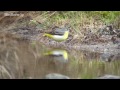 野鳥撮影・ キセキレイ　grey wagtail