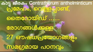 കാട്ടുജീരകം | Centratherum anthelminticum | ആരണ്യജീരക | വനജീരക |Vernonia anthelmintica