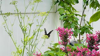 SUPER KULIT NA BISITA || Hummingbird Visited My Garden 8.8.23 @mrs.gadventuresGLEE2405