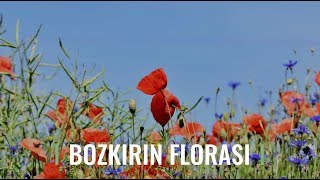 Doğa Eğitimi: Bozkırın Florası