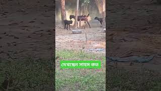 #video #shortvideo 🤣ওরে সাহস✅ #viralvideo #youtube #youtubeshorts #subscribe @MBFTeam0.2