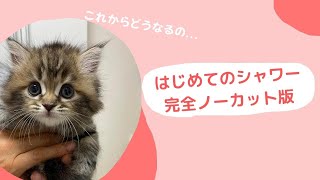 【子猫初めてのお風呂　】生後45日のサイベリアン仔猫の初シャワー♪完全ノーカット版💛