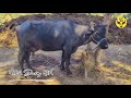 આપણાં કાકાઈ ભાઈ ની ભેંસો જોવા ગયા 👌👌 bannibuffalo બન્ની animals farming bull villagelife sorts