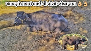 આપણાં કાકાઈ ભાઈ ની ભેંસો જોવા ગયા 👌👌#bannibuffalo #બન્ની #animals #farming #bull #villagelife #sorts