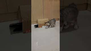 记录猫咪日常 小奶猫们打架追逐，怎么这么可爱呀？……谁家小猫长得这么别致 被萌宠治愈的那些时刻 神奇动物在抖音萌宠出道计划 小动物们能有多治愈