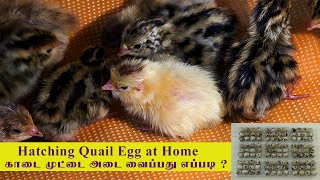 Hatching Quail Eggs at Home | காடை முட்டை அடை வைப்பது எப்படி? |