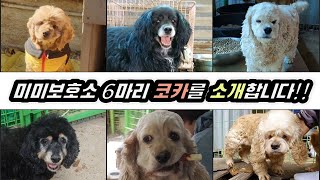 (ENGsub) 2부 미미보호소 6마리 코카스파니엘을 소개합니다!! ㅣ 울산 유기동물보호소 방문 봉사 미미보호소 사지말고 입양하세요 유기견 보호소 입양 잠방 먹방 댕댕이