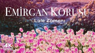 Emirgan Korusu I Lale Zamanı, Göl ve Muhteşem İlkbahar [4K] #emirgankorusu