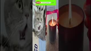 Funny cat | cute cats and dogs reaction animals doing funny things #funnycats #shorts #cats #559