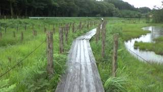 樫原湿原梅雨の風景