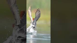 Eurasian Wigeon Flies away| Wetland Birds #wildlifephotography #nature #birding #birds #wetland