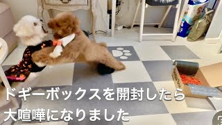 ドギーボックスを開封したら大喧嘩になりました【Doggy Box】