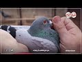 سر ارتداء الحمام الزاجل ساعة في أرجله أثناء السبق