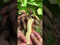 Cuban Red Banana Harvest Organic Farming 🍌 #fruit #homestead #diy