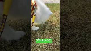 アリが気になる犬【日本スピッツじゃむ】