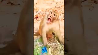 मम्मी एक गिलास पानी दे दो 🤣🤣🤣Parrot, tota #cute #main #mummy#funny#tota #monkey  #trending #ytshorts