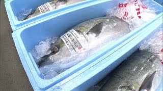 冬の味覚“寒ブリ”水揚げピーク！全国的には“超豊漁”も佐渡では“不漁”…海水温上昇で寒ブリの回遊ルートに変化!? (24/12/09 18:58)