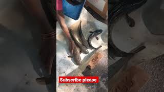 bomma chepalu murrel fishes #trending #dailywhatsappstatus #reels #tiktok #viral #shorts#new