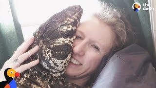 Cuddly Tegu Lizard Is So Spoiled By His Mom | The Dodo