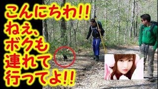 登山中に偶然、目の前に現れた一匹の子猫。しかし、その出会いは偶然ではなかった！！【感動する話】