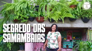 SEGREDO DAS SAMAMBAIAS: Como deixar suas samambaias cheias e verdinhas | Dicas de cultivo