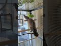 skippy and ellis in the new aviary tame petdoves