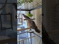 Skippy and Ellis in the new aviary (tame petdoves)